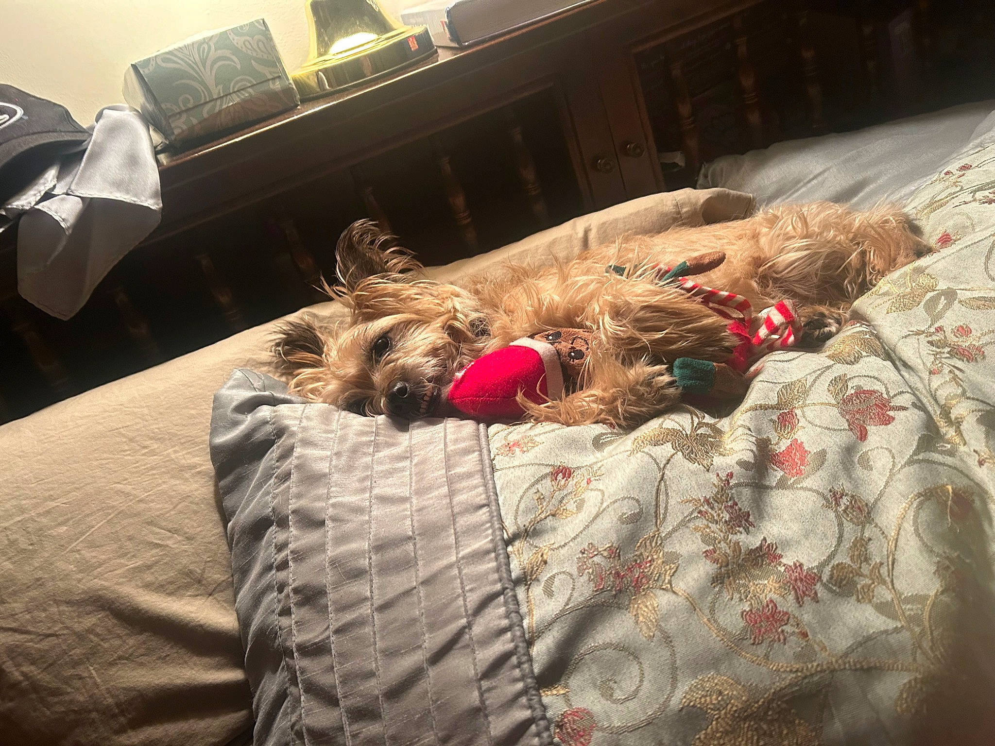 Sandy is registered to the contest to win money with this photo: bed, bed_frame, bed_sheet, bedding, bedroom, cloud, comfort, companion_dog, dress, duvet, felidae, flooring, fur, human_leg, linens, nap, room, tints_and_shades, toy, wood