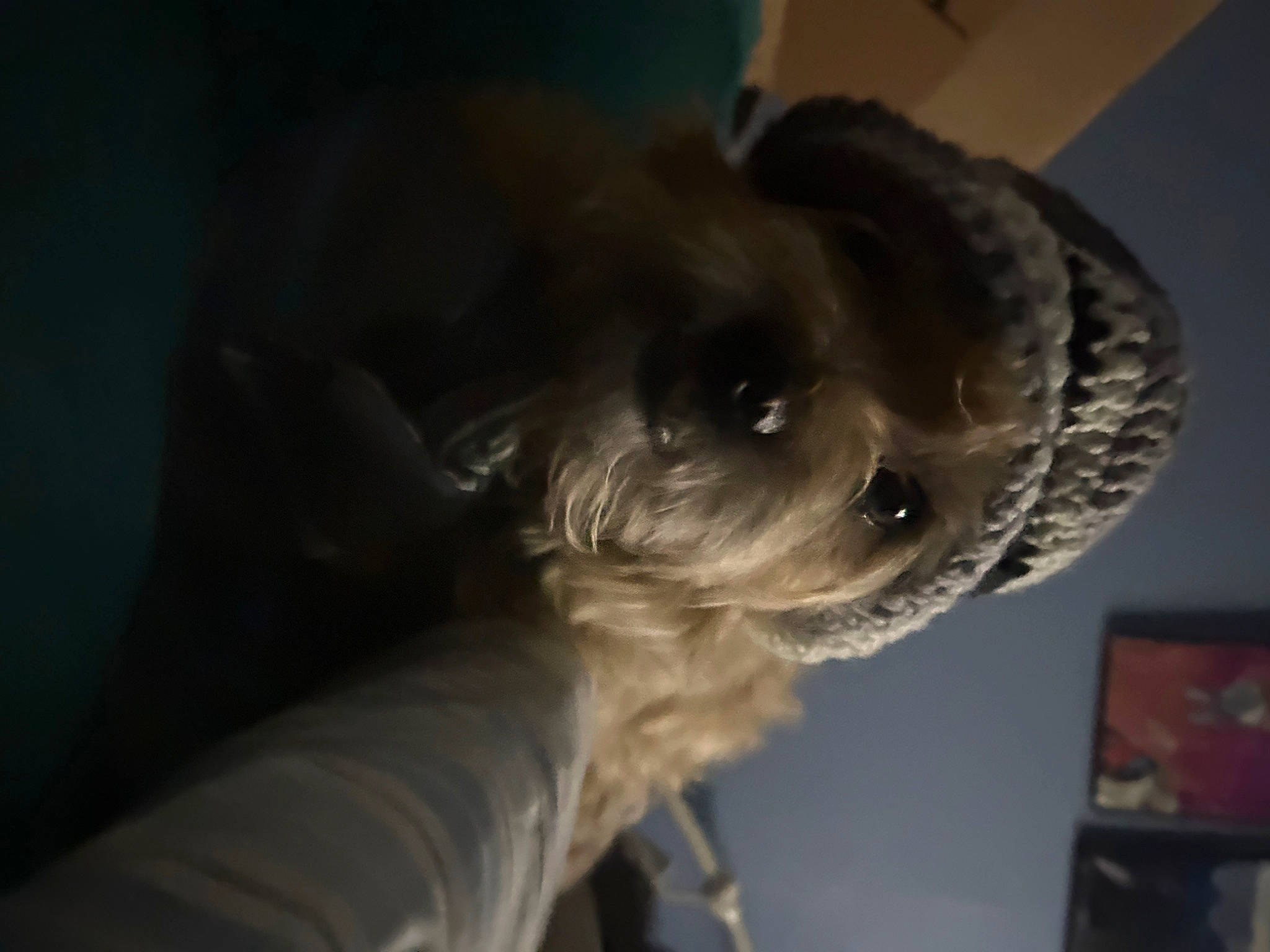 Sandy joined the competition — help win amazing prizes! canidae, carnivore, companion_dog, dog, dog_breed, fawn, felidae, fur, puppy, schnauzer, small_terrier, small_to_medium_sized_cats, snout, sporting_group, tail, terrier, toy_dog, whiskers, working_animal, wrinkle