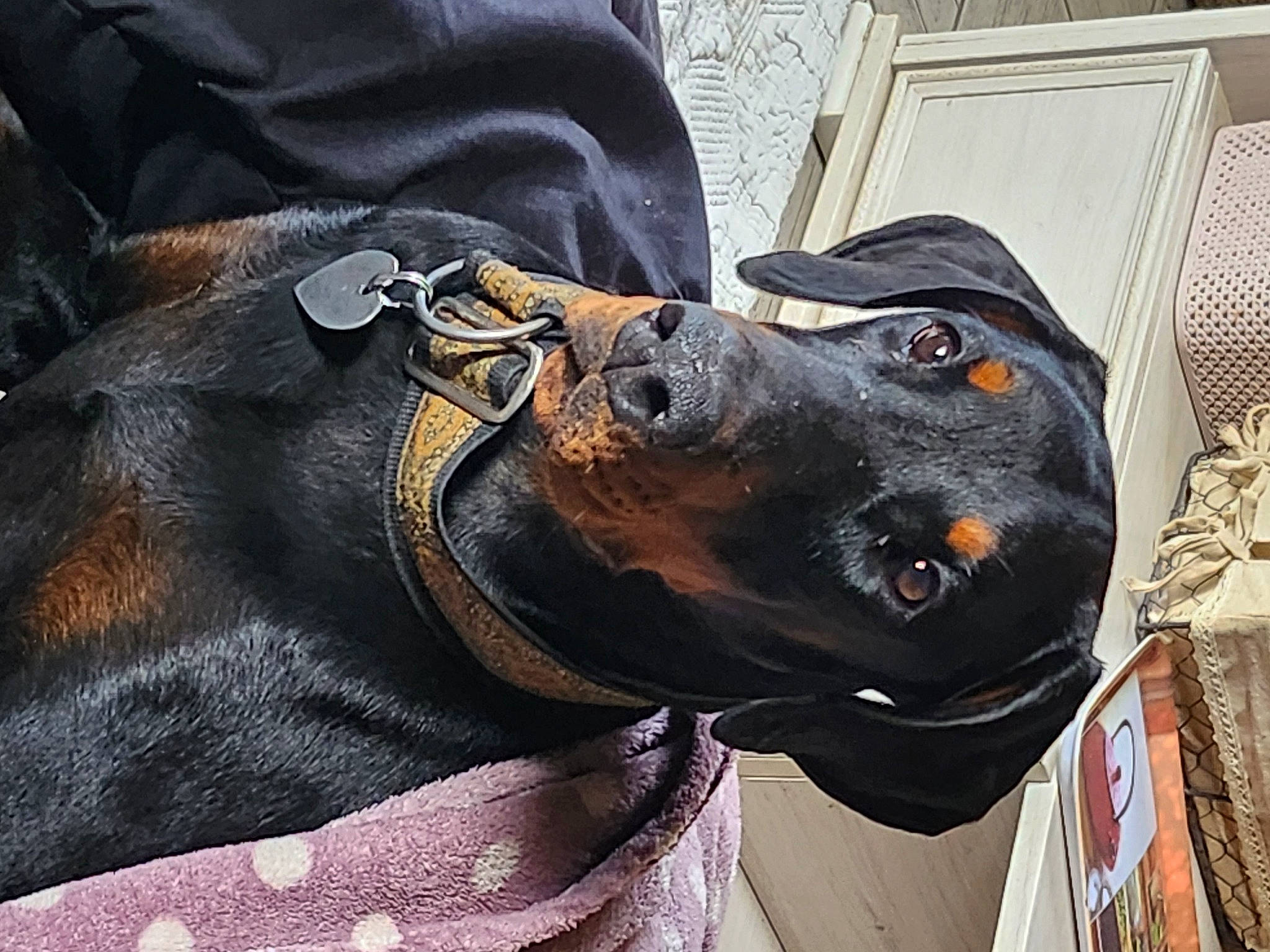Mirza participe au concours pour gagner de l'argent avec cette photo : carnivore, collar, companion_dog, denim, dobermann, dog, dog_breed, dog_collar, fawn, fur, guard_dog, leather, leather_jacket, metal, personal_protective_equipment, snout, sporting_group, whiskers, working_animal, working_dog