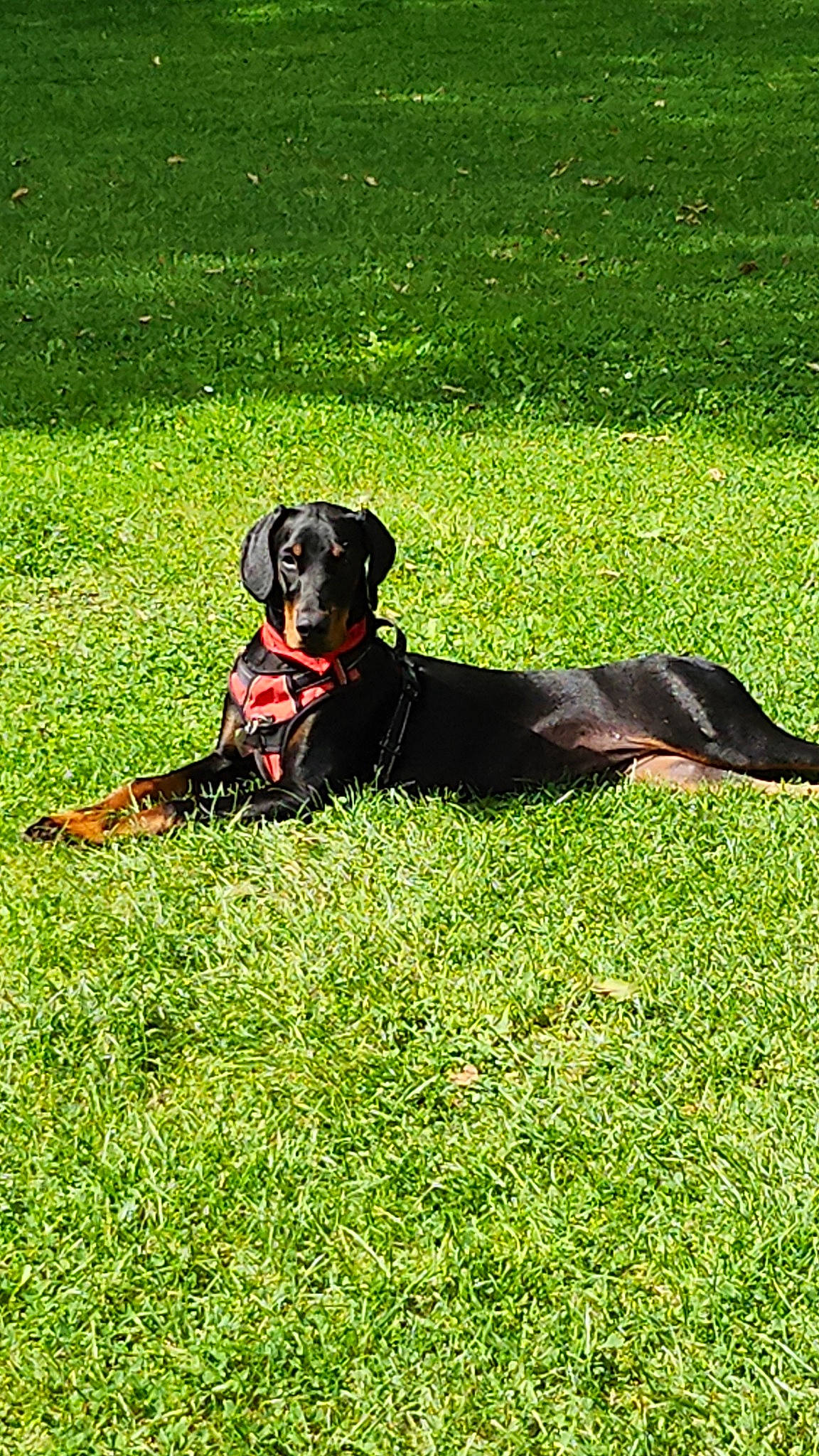 Mirza participe au concours pour gagner de l'argent avec cette photo : canidae, carnivore, collar, companion_dog, dog, dog_breed, dog_collar, grass, grassland, groundcover, guard_dog, lawn, pasture, people_in_nature, plant, prairie, sporting_group, tail, working_animal, working_dog