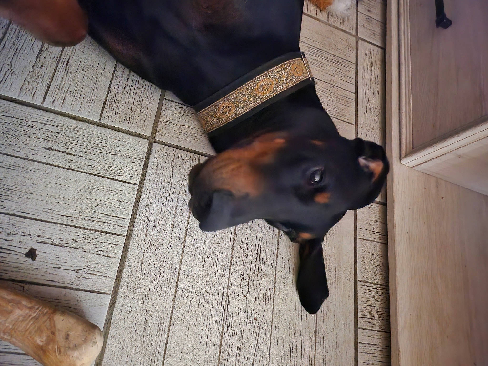 Mirza a rejoint le concours — aidez-le/la à gagner de superbes lots ! brown, carnivore, companion_dog, dog, dog_breed, dog_supply, door, fashion_accessory, fawn, flooring, fur, grey, guard_dog, hardwood, liver, pet_supply, sleeve, tail, wood, working_animal