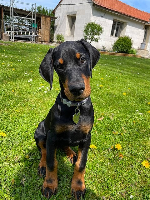 Mirza participe au concours pour gagner de l'argent avec cette photo : building, carnivore, cloud, collar, companion_dog, dobermann, dog, dog_breed, dog_collar, fawn, grass, hound, house, plant, sky, snout, sporting_group, tree, window, working_animal