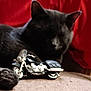 Bear-Bear is registered to the contest to win money with this photo: animal, background, black_cat, blurred, cat, closeup, domestic_cat, feline, fur, furniture, indoor, indoor_lighting, paw, pet, red_background, resting, shadow, soft_light, toy, toy_motorcycle
