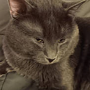 Bear-Bear is registered to the contest to win money with this photo: cat, gray_cat, pet, feline, animal, indoor, bed, blanket, resting, fur, whiskers, ears, closeup, domestic_animal, cute, cozy, relaxed, sleepy, home, soft