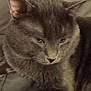 cat, gray_cat, pet, feline, animal, indoor, bed, blanket, resting, fur, whiskers, ears, closeup, domestic_animal, cute, cozy, relaxed, sleepy, home, soft