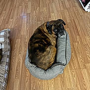 Gunner joined the competition — help win amazing prizes! dog, pet_bed, wooden_floor, brindle, indoor, looking_back, cozy, striped, flooring, animal, canine, bed, furniture, domestic_animal, resting, curled_up, household, comfort, portrait, expression