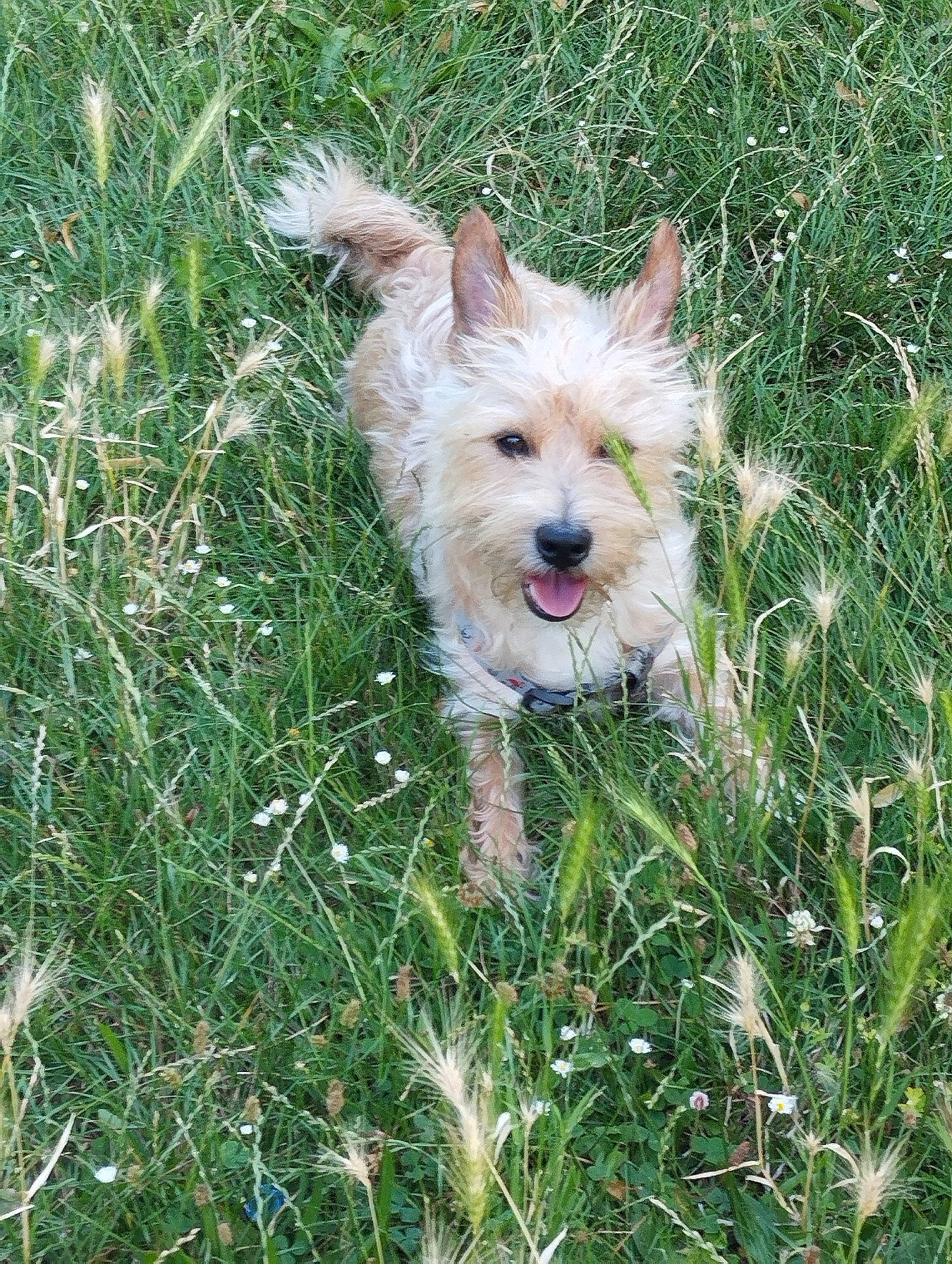 Simba participe au concours pour gagner de l'argent avec cette photo : canidae, carnivore, companion_dog, dog, dog_breed, fawn, fur, grass, grassland, herbaceous_plant, plant, sedge_family, small_terrier, snout, sporting_group, terrestrial_animal, terrestrial_plant, terrier, yorkshire_terrier