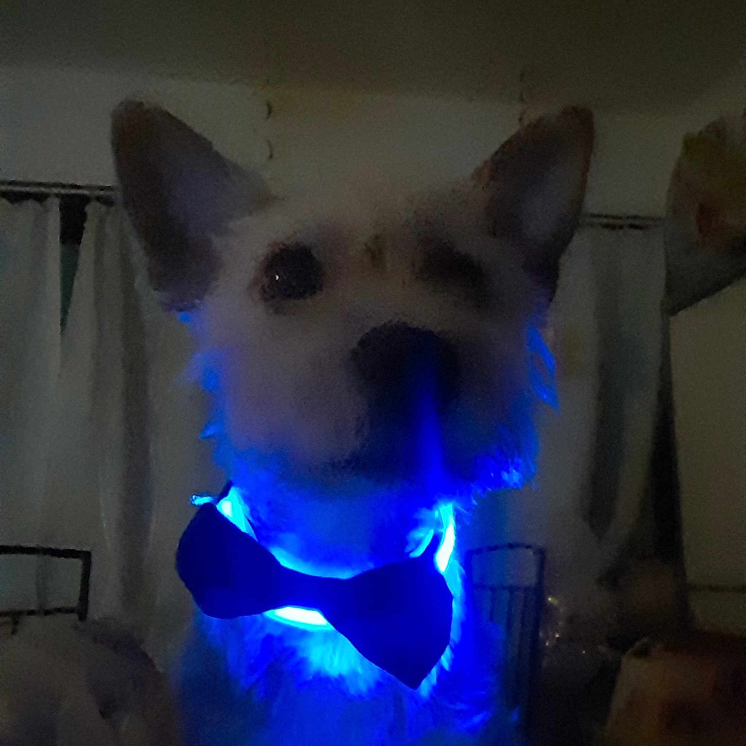 Simba