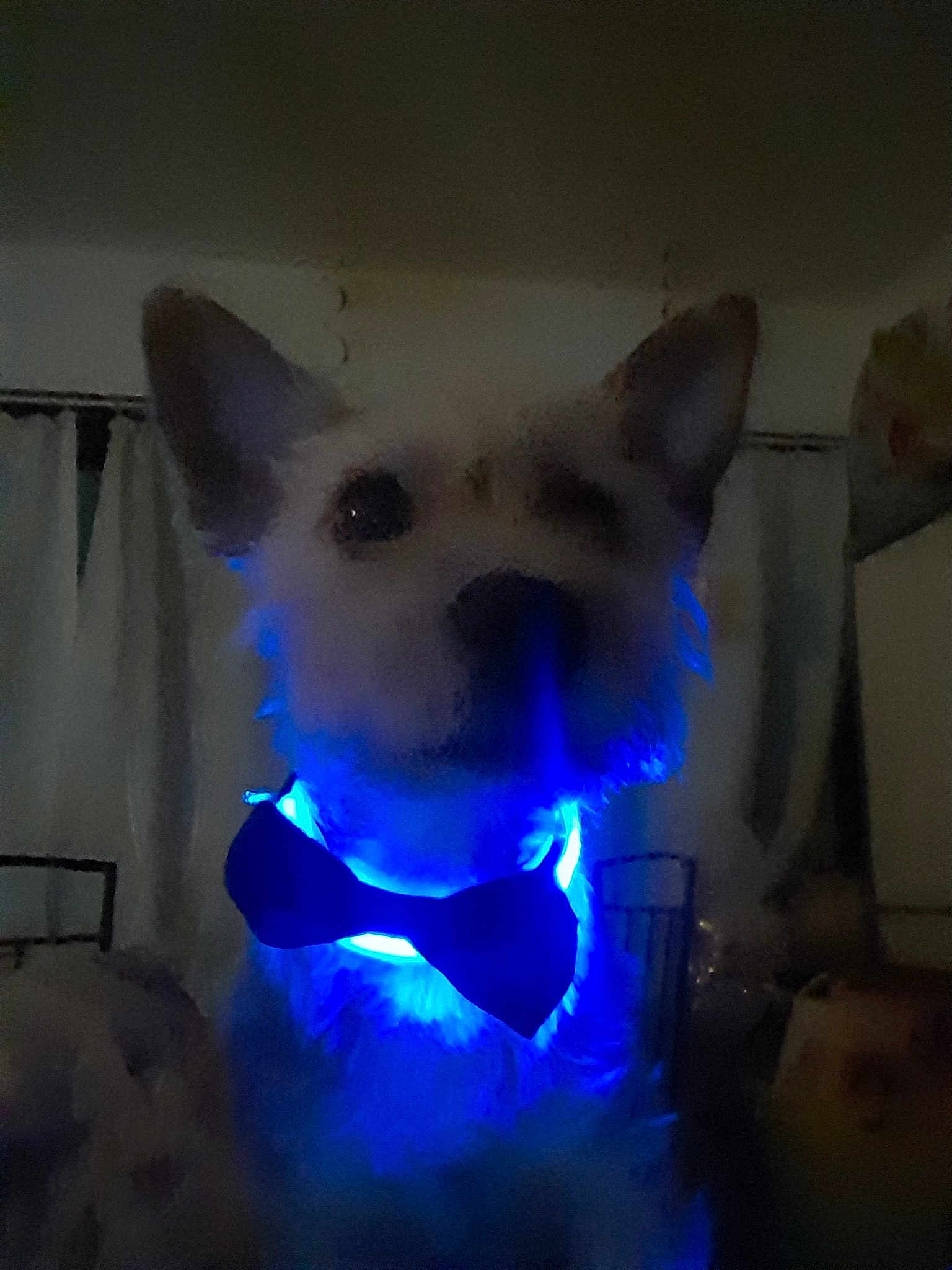 Simba