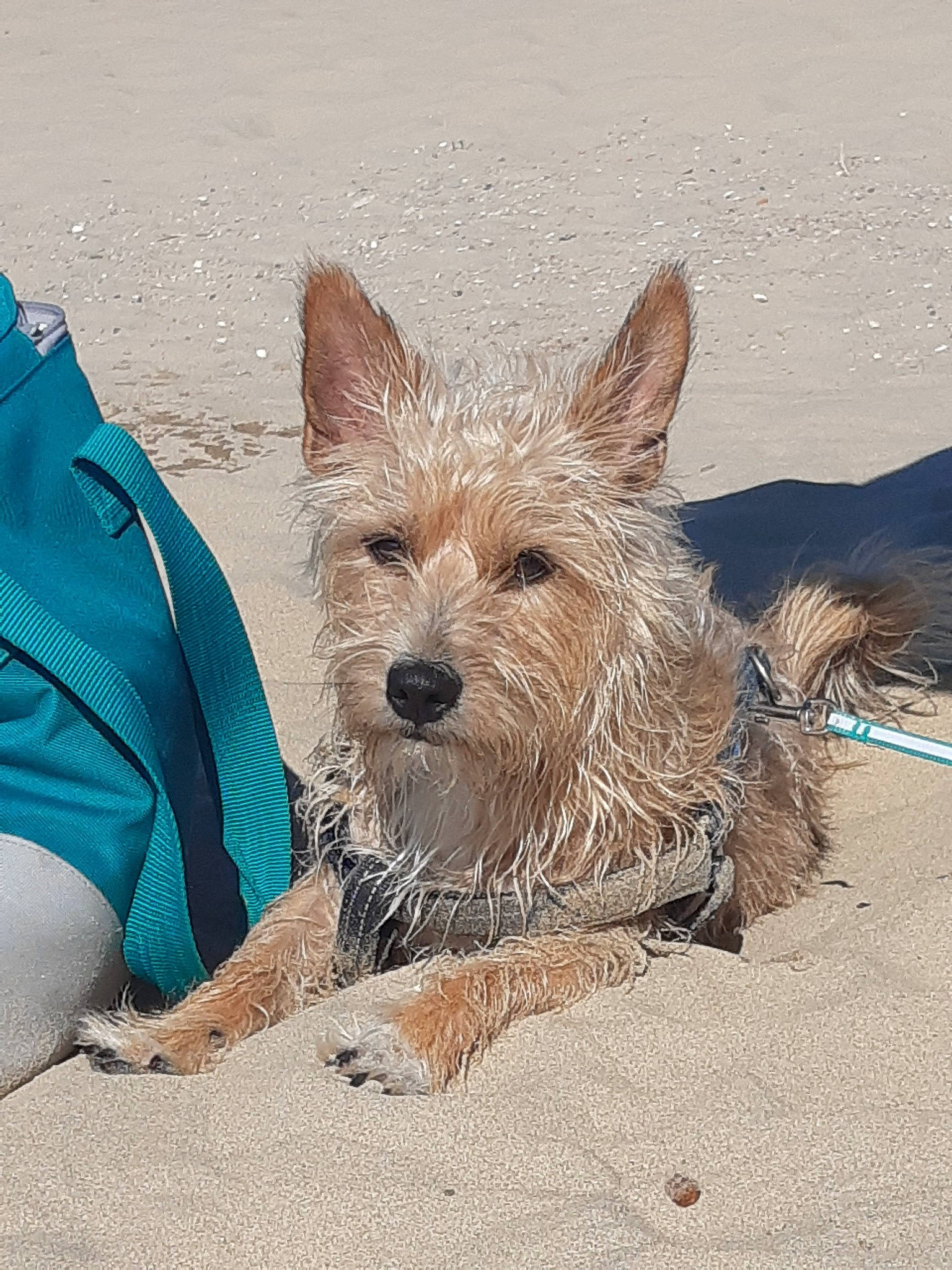 Simba participe au concours pour gagner de l'argent avec cette photo : beach, canidae, carnivore, companion_dog, dog, dog_breed, dog_supply, electric_blue, fawn, fur, peruvian_hairless_dog, sitting, small_terrier, snout, sporting_group, terrestrial_animal, terrier, toy_dog, working_animal, working_terrier