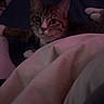 Vinny is registered to the contest to win money with this photo: animal, bed, blanket, cat, cozy, curious, dark, domestic_animal, ears, eyes, fur, furniture, indoor, nighttime, pet, relaxing, resting, soft, tabby_cat, whiskers