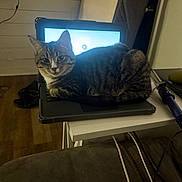 Vinny is registered to the contest to win money with this photo: cable, cat, couch, cozy, curious, curled_up, device, domestic, electronics, feline, indoor, keyboard, laptop, pet, relaxed, screen, tabby, table, technology, wooden_floor