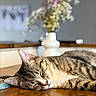 Vinny is registered to the contest to win money with this photo: blurred_background, cat, closeup, domestic_animal, ear, feline, flowers, fur, indoor, nose, peaceful, pet, relaxation, sleeping, sunlight, tabby_cat, table_surface, vase, whiskers, wooden_table