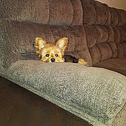 Radar is registered to the contest to win money with this photo: dog, couch, living_room, pet, small_dog, furniture, cozy, brown, fur, ears, nose, resting, indoor, home, cute, animal, relaxing, seat, texture, peek