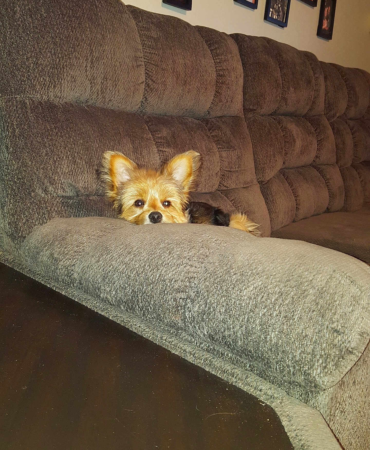 Radar is registered to the contest to win money with this photo: dog, couch, living_room, pet, small_dog, furniture, cozy, brown, fur, ears, nose, resting, indoor, home, cute, animal, relaxing, seat, texture, peek