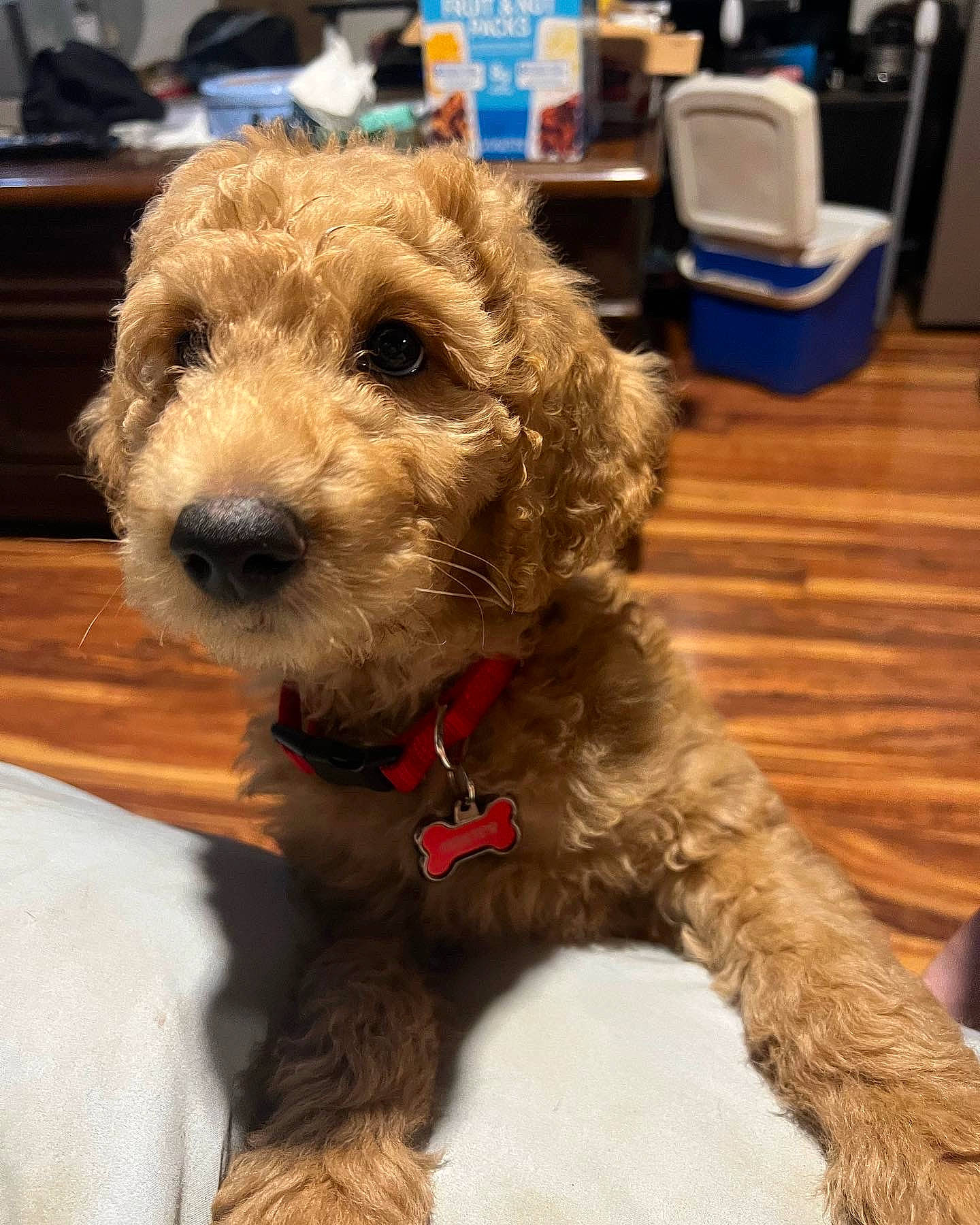 Hunter joined the competition — help win amazing prizes! canidae, carnivore, collar, companion_dog, dog, dog_breed, dog_collar, dog_supply, fashion_accessory, fawn, flooring, fur, maltepoo, pet_supply, small_terrier, snout, sporting_group, terrier, toy_dog, working_animal