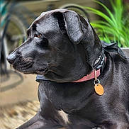La La joined the competition — help win amazing prizes! dog, black_dog, pet, collar, tag, bench, outdoor, plant, greenery, blurred_background, portrait, side_view, calm, resting, fur, animal, domestic_animal, canine, leisure, nature