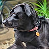 dog, black_dog, pet, collar, tag, bench, outdoor, plant, greenery, blurred_background, portrait, side_view, calm, resting, fur, animal, domestic_animal, canine, leisure, nature