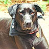 dog, black_dog, bandana, collar, pet, outdoor, fence, animal, canine, lying_down, looking, tag, nature, garden, calm, portrait, sunlight, closeup, ears, paw
