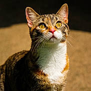 Mimi joined the competition — help win amazing prizes! cat, tabby, yellow_eyes, pink_nose, whiskers, fur, pet, animal, close_up, portrait, curious, sunlight, outdoor, mammal, feline, looking_up, detail, background_blur, domestic_cat, face