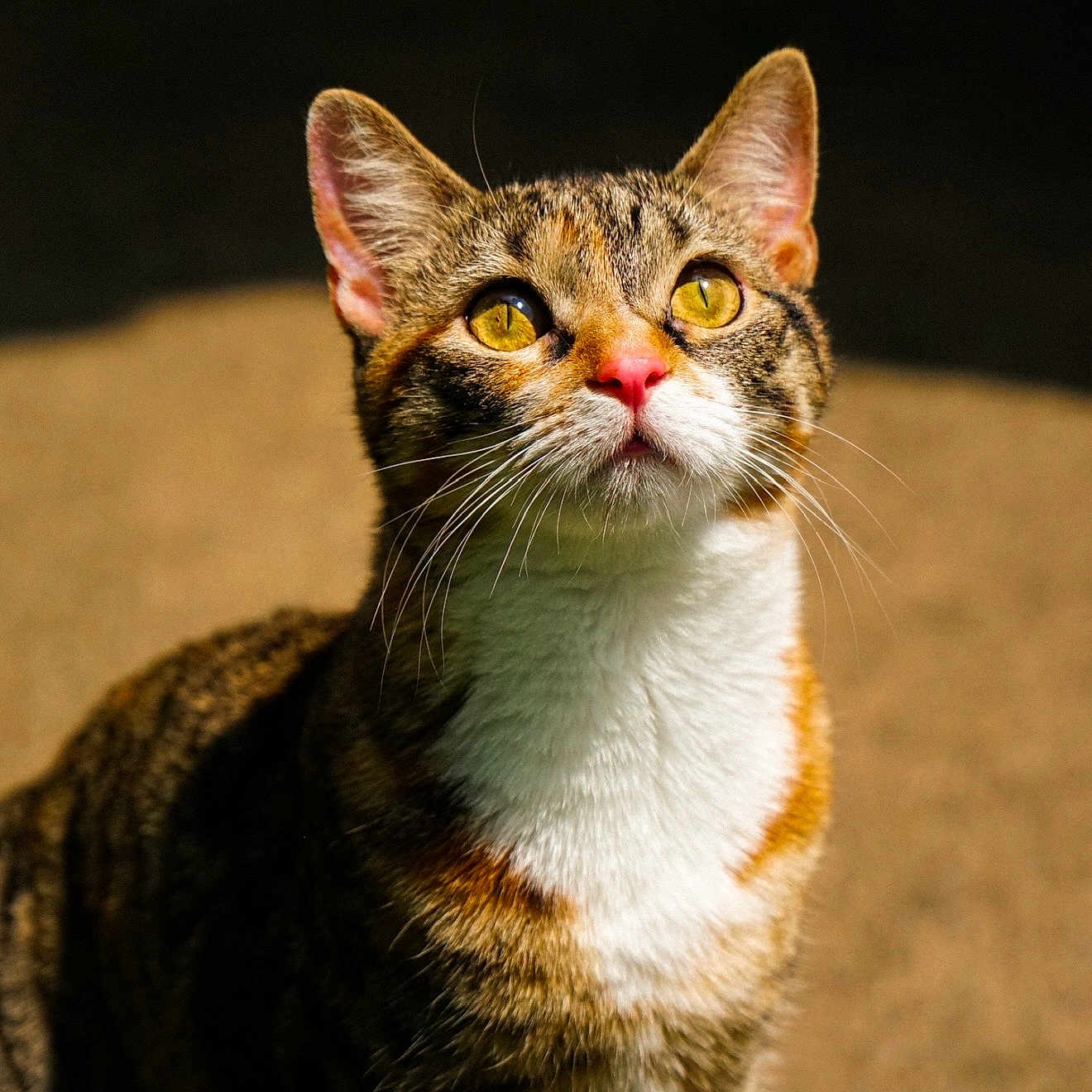 Mimi joined the competition — help win amazing prizes! cat, tabby, yellow_eyes, pink_nose, whiskers, fur, pet, animal, close_up, portrait, curious, sunlight, outdoor, mammal, feline, looking_up, detail, background_blur, domestic_cat, face