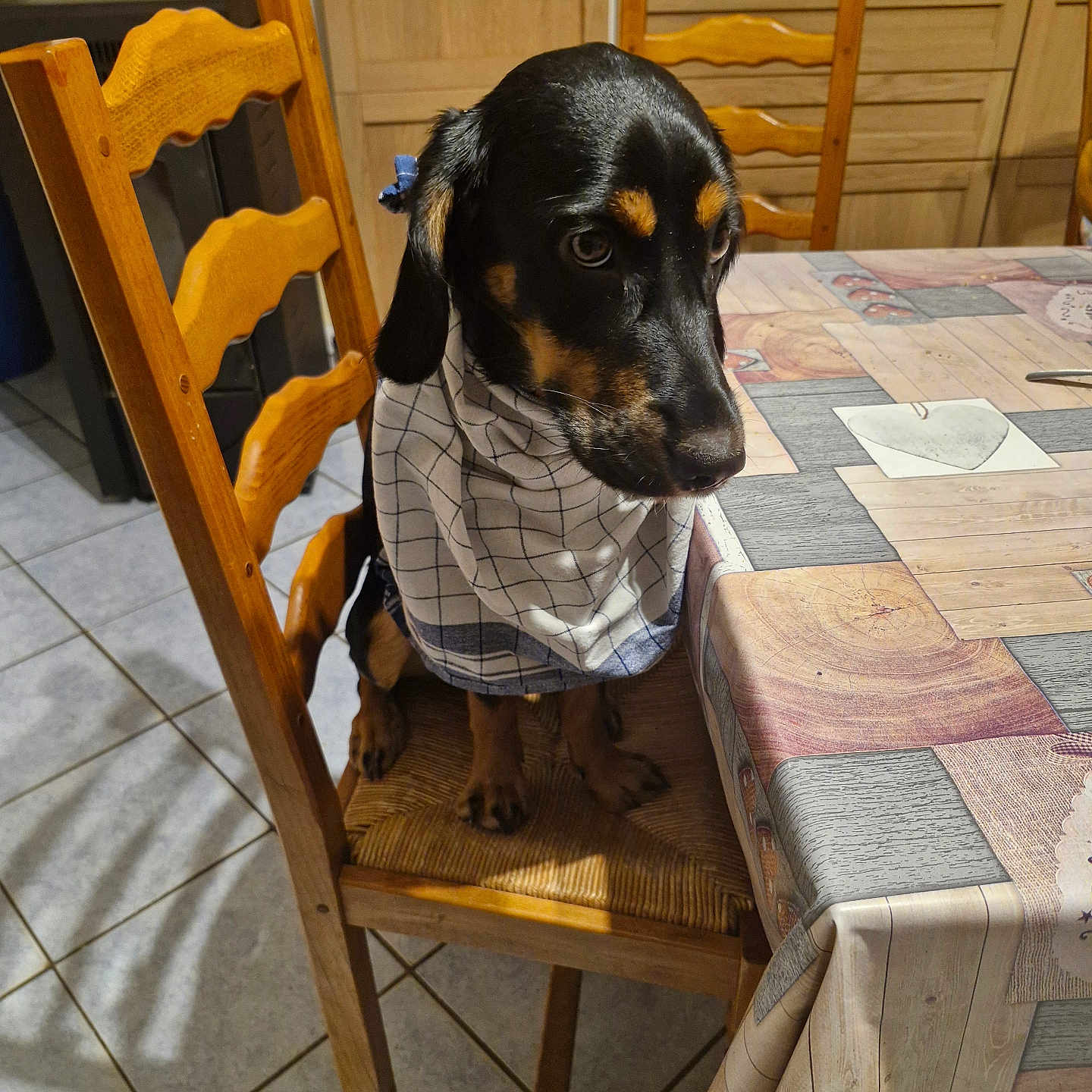 Vanille participe au concours pour gagner de l'argent avec cette photo : animal, architecture, building, canine, chair, diningroom, diningtable, dog, furniture, hardwood, hound, indoors, interiordesign, person, pet, plywood, puppy, room, table, wood