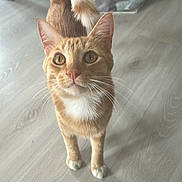Arrow participe au concours pour gagner de l'argent avec cette photo : cat, orange_cat, tabby, white_chest, standing, indoors, floor, wood_floor, fluffy_tail, curious, looking_at_camera, portrait, pet, animal, whiskers, ears, eyes, home, background, photography