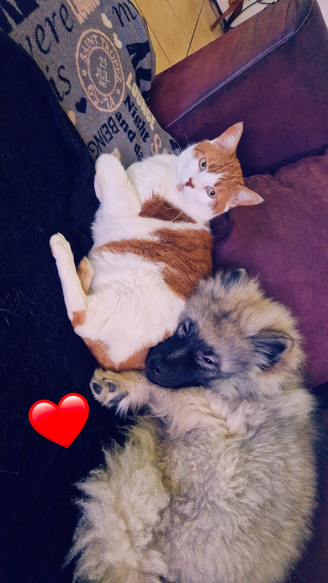 Ulka participe au concours pour gagner de l'argent avec cette photo : bed, blue, carmine, carnivore, cat, cat_supply, comfort, companion_dog, dog_breed, fawn, felidae, fur, linens, paw, pillow, small_to_medium_sized_cats, tail, textile, toy, whiskers