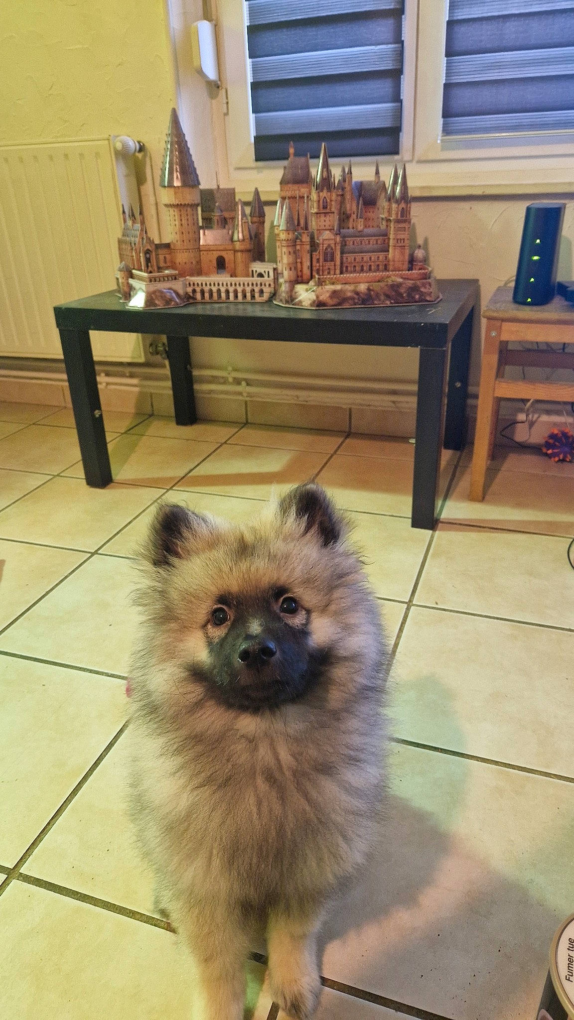 Ulka participe au concours pour gagner de l'argent avec cette photo : canidae, carnivore, companion_dog, dog, dog_breed, fawn, flooring, fur, german_spitz, german_spitz_klein, german_spitz_mittel, hardwood, spitz, sporting_group, table, tail, toy_dog, window, wood, working_animal