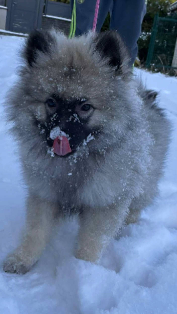 Ulka a rejoint le concours — aidez-le/la à gagner de superbes lots ! ancient_dog_breeds, canidae, carnivore, companion_dog, dog, dog_breed, fawn, fur, german_spitz_klein, keeshond, non_sporting_group, precipitation, snout, snow, spitz, sporting_group, winter, working_animal