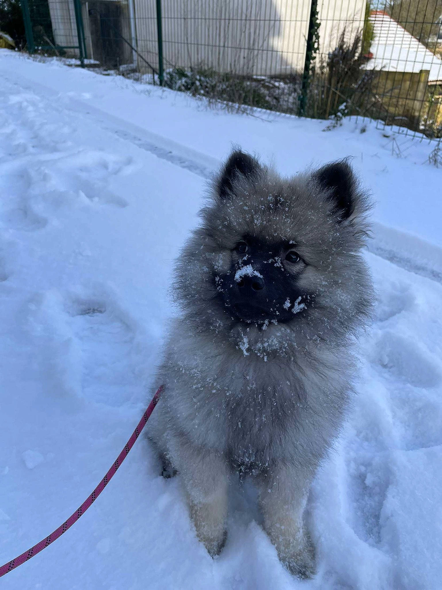 Ulka a rejoint le concours — aidez-le/la à gagner de superbes lots ! ancient_dog_breeds, canidae, carnivore, companion_dog, dog, dog_breed, electric_blue, fawn, fence, freezing, fur, home_fencing, keeshond, mesh, non_sporting_group, snout, snow, sporting_group, tail, winter