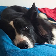 Ulysse a rejoint le concours — aidez-le/la à gagner de superbes lots ! dog, border_collie, pet, bed, blanket, sleepy, nose, ear, fur, close_up, portrait, resting, indoor, bedding, cozy, animal, mammal, eye, domestic_animal, black_and_white