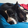 dog, border_collie, pet, bed, blanket, sleepy, nose, ear, fur, close_up, portrait, resting, indoor, bedding, cozy, animal, mammal, eye, domestic_animal, black_and_white