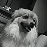 Milo a rejoint le concours — aidez-le/la à gagner de superbes lots ! dog, fluffy, pet, indoor, black_and_white, tattoo, arm, happy, portrait, animal, fur, companion, smiling, closeup, cute, domestic_animal, friendship, relaxing, cozy, household