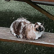 Chipie participe au concours pour gagner de l'argent avec cette photo : cat, animal, outdoor, grass, picnic_bench, wood, feline, pet, resting, blue_eyes, fluffy, nature, daylight, curious, mammal, domestic_animal, relaxing, fur, whiskers, bench
