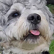 Arrow joined the competition — help win amazing prizes! animal, canine, close_up, curly_fur, cute, dog, expression, face, friendly, fur, grass, happy, muzzle, nose, outdoor, pet, playful, portrait, tongue_out, whiskers