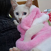 Neige a rejoint le concours — aidez-le/la à gagner de superbes lots ! cat, white_cat, pink_blanket, fluffy, cozy, indoor, pet, animal, paw, ears, wide_eyes, fur, resting, close_up, domestic_cat, cute, snuggled, blanket, feline, relaxed