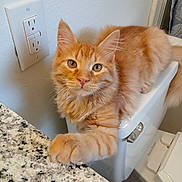 Sebastian joined the competition — help win amazing prizes! cat, orange_tabby, feline, paw, toilet, bathroom, countertop, granite, wall_outlet, curious, pet, indoor, fur, whiskers, ears, eyes, resting, domestic_animal, animal, household