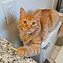cat, orange_tabby, feline, paw, toilet, bathroom, countertop, granite, wall_outlet, curious, pet, indoor, fur, whiskers, ears, eyes, resting, domestic_animal, animal, household