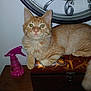 Sebastian is registered to the contest to win money with this photo: cat, orange_tabby, feline, pet, animal, wooden_box, decorative_box, clock, vintage_clock, spray_bottle, pink_spray_bottle, table, indoor, fur, whiskers, eyes, ears, paw, relaxed, sitting