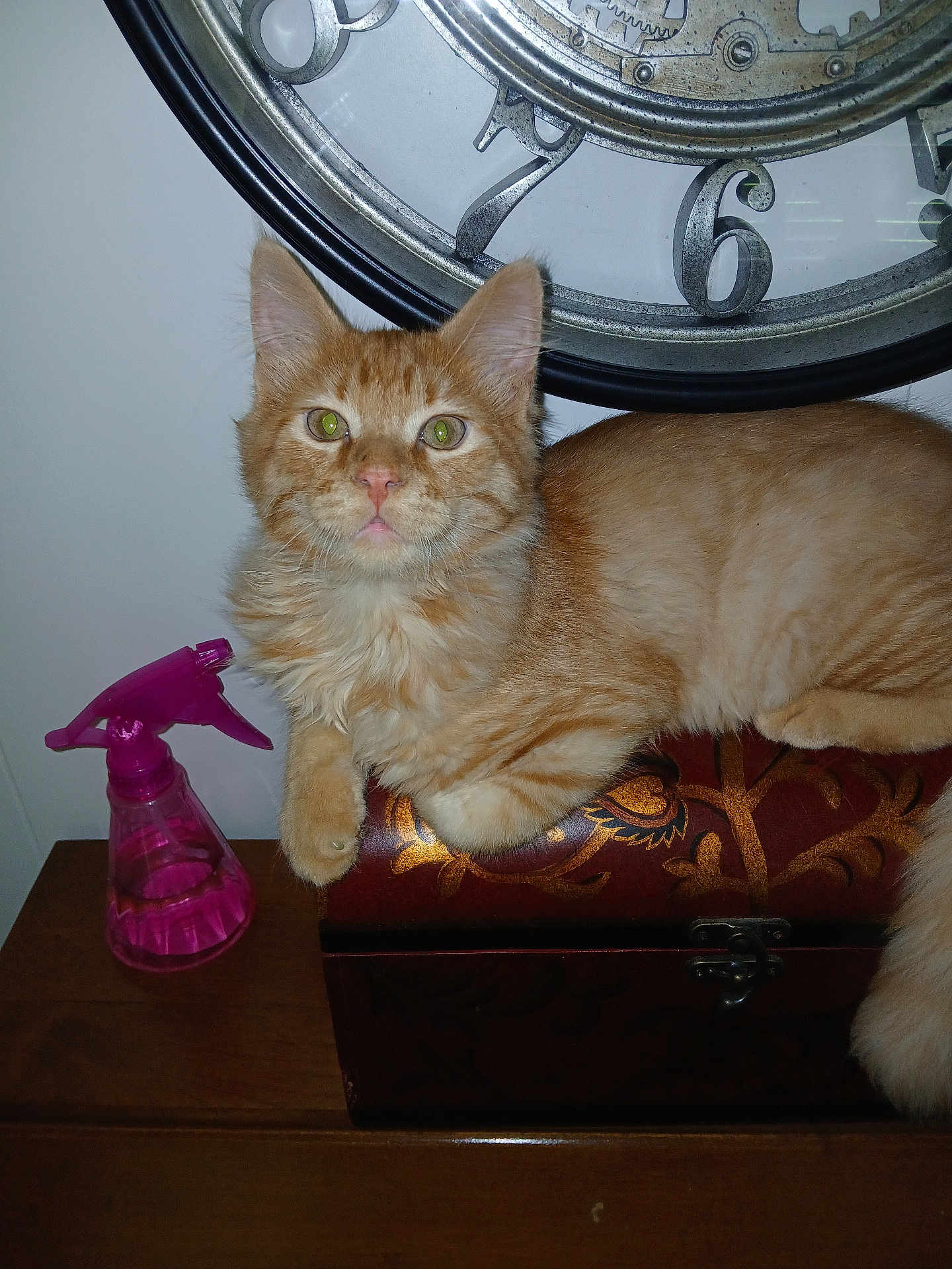 Sebastian is registered to the contest to win money with this photo: cat, orange_tabby, feline, pet, animal, wooden_box, decorative_box, clock, vintage_clock, spray_bottle, pink_spray_bottle, table, indoor, fur, whiskers, eyes, ears, paw, relaxed, sitting