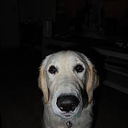 Lilah is registered to the contest to win money with this photo: dog, golden_retriever, puppy, pet, indoor, close_up, curious, animal, canine, collar, tag, face, fur, whiskers, nose, eyes, domestic_animal, looking_at_camera, floor, dark_background