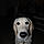 Lilah