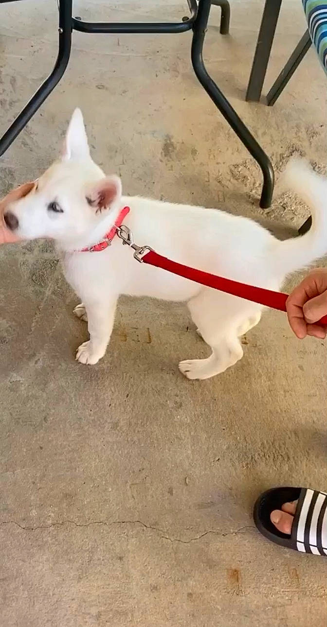 Natti joined the competition — help win amazing prizes! canidae, carnivore, dog, dog_breed, fawn, kishu, korean_jindo_dog, leash, mammal, non_sporting_group, rare_breed_dog, tail, white_shepherd