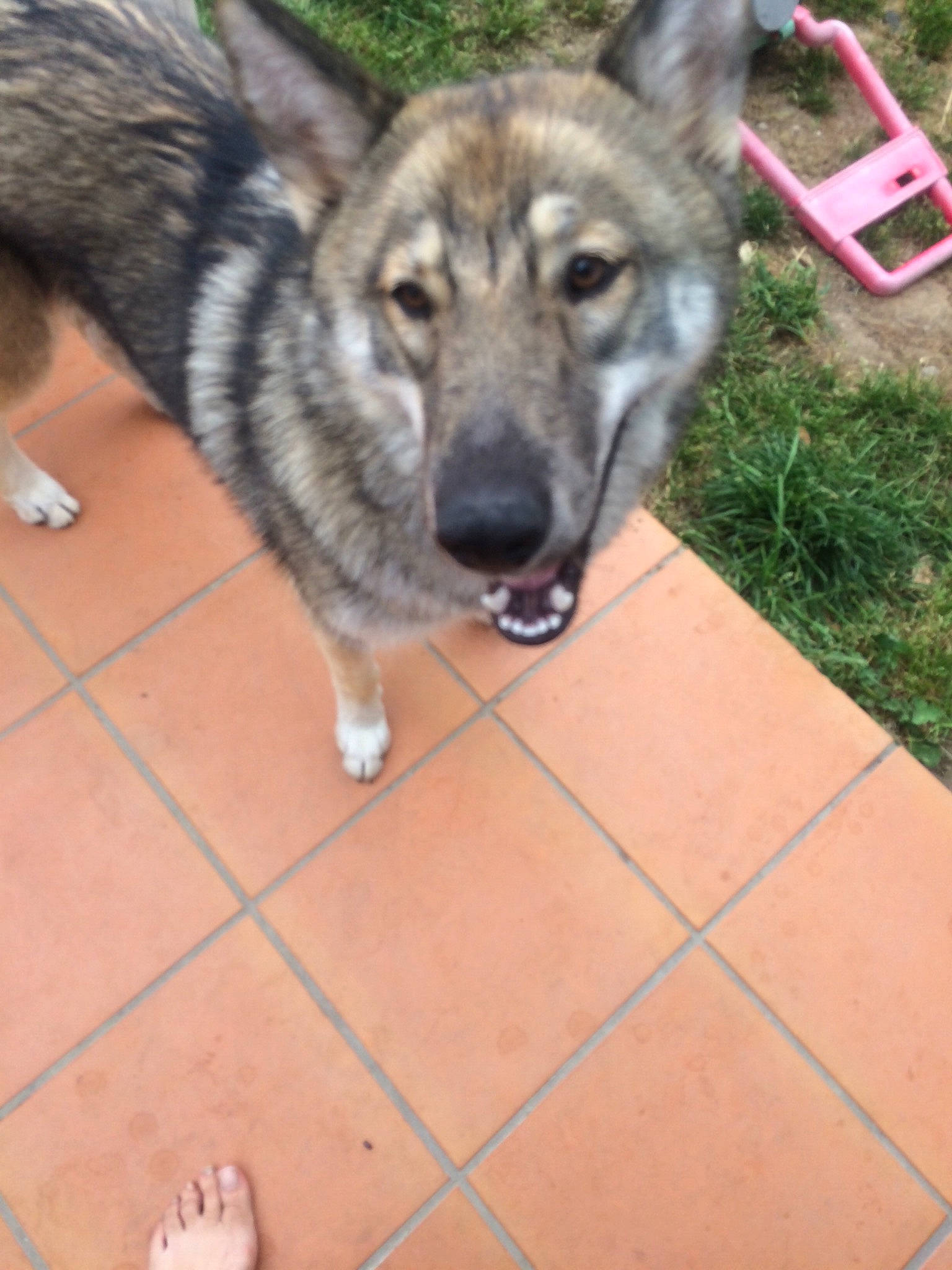 Lou participe au concours pour gagner de l'argent avec cette photo : canidae, carnivore, czechoslovakian_wolfdog, dog, dog_breed, jamthund, kunming_wolfdog, mammal, native_american_indian_dog, northern_inuit_dog, norwegian_elkhound, saarloos_wolfdog, seppala_siberian_sleddog, shiloh_shepherd_dog, snout, swedish_vallhund, tamaskan_dog, utonagan, vertebrate, wolfdog