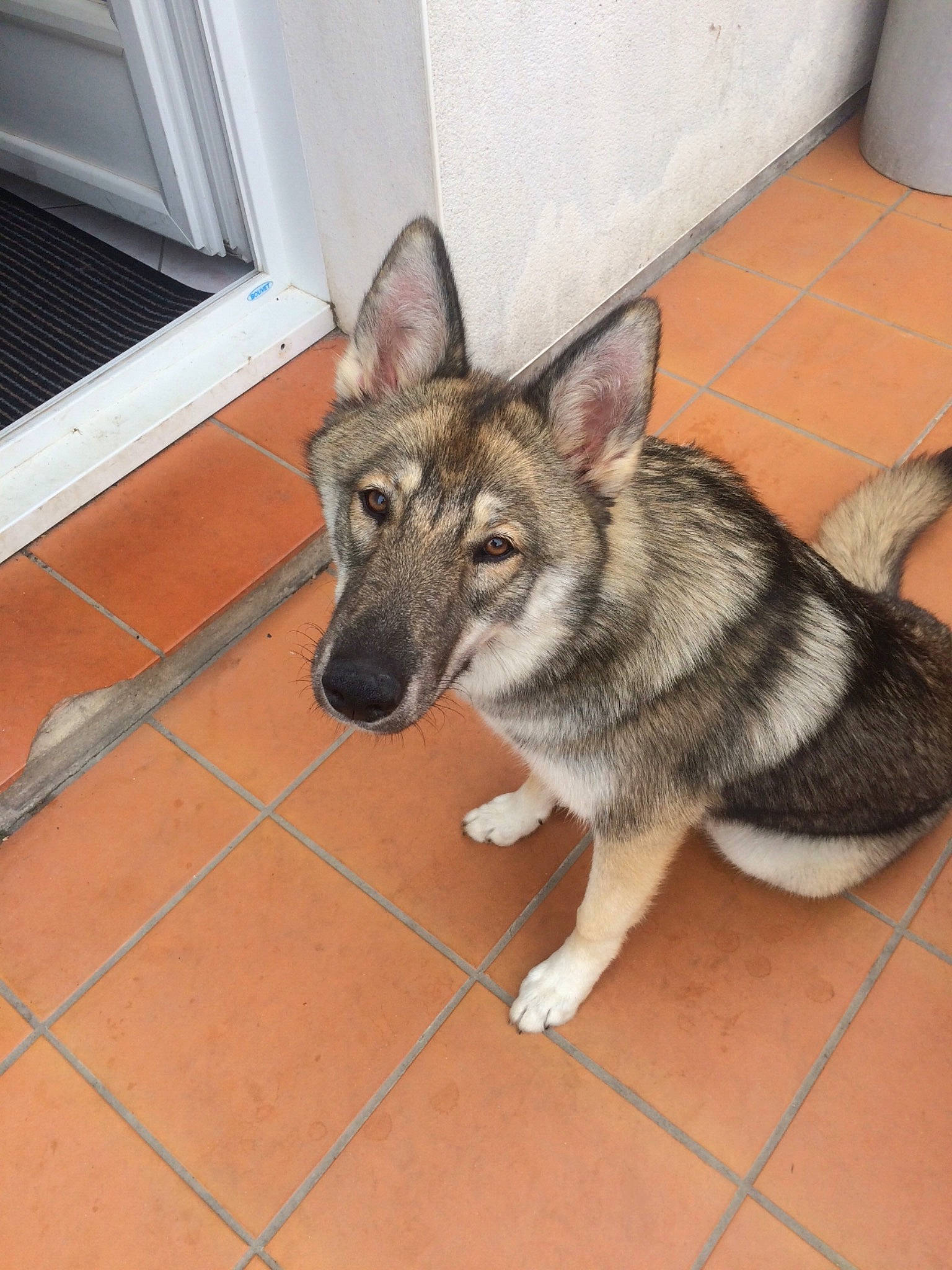 Loup participe au concours pour gagner de l'argent avec cette photo : alaskan_malamute, canidae, carnivore, czechoslovakian_wolfdog, dog, dog_breed, jamthund, kunming_wolfdog, mammal, native_american_indian_dog, northern_inuit_dog, norwegian_elkhound, saarloos_wolfdog, shikoku, siberian_husky, swedish_vallhund, tamaskan_dog, utonagan, vertebrate, wolfdog