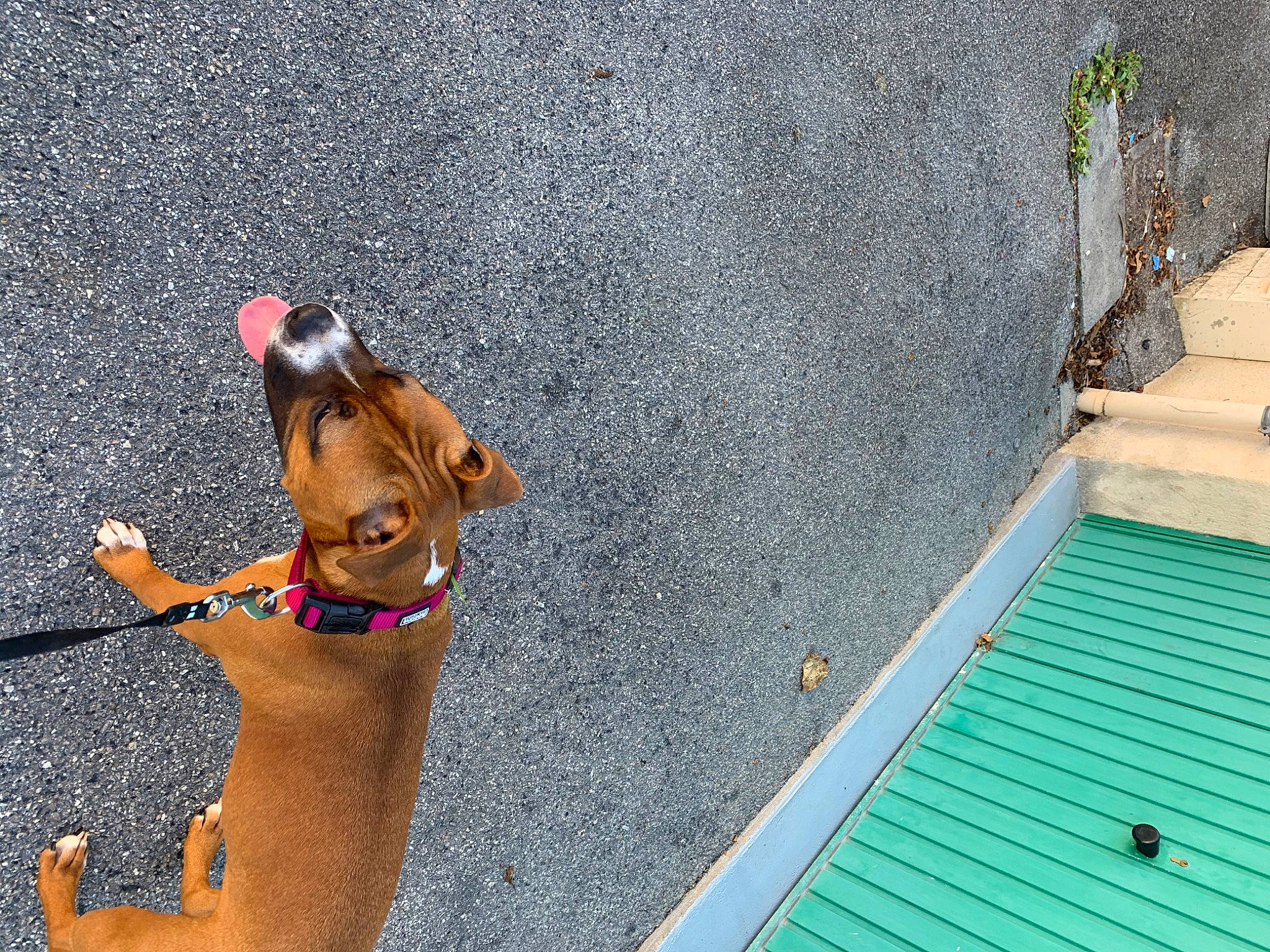 Princesse a rejoint le concours — aidez-le/la à gagner de superbes lots ! canidae, carnivore, dog, dog_breed, fawn, leash, leisure, sporting_group, vacation, vizsla