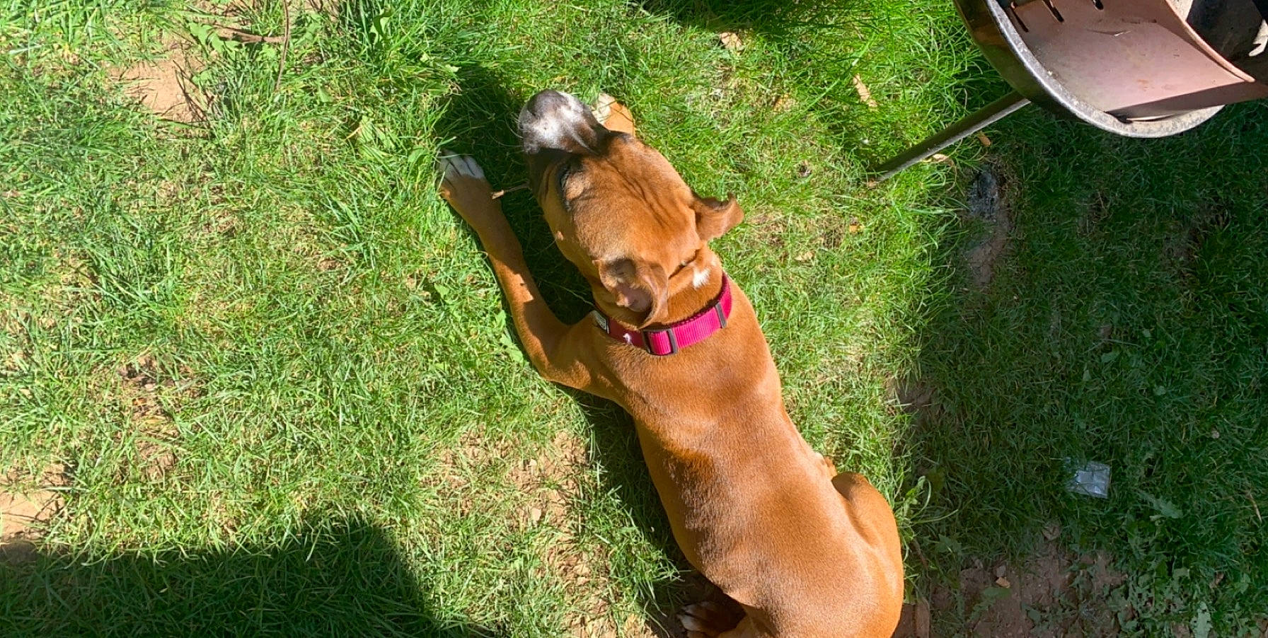 Princesse a rejoint le concours — aidez-le/la à gagner de superbes lots ! american_pit_bull_terrier, canidae, carnivore, companion_dog, dog, dog_breed, fawn, grass, mammal, mountain_cur, pit_bull, rhodesian_ridgeback, sporting_group, vizsla