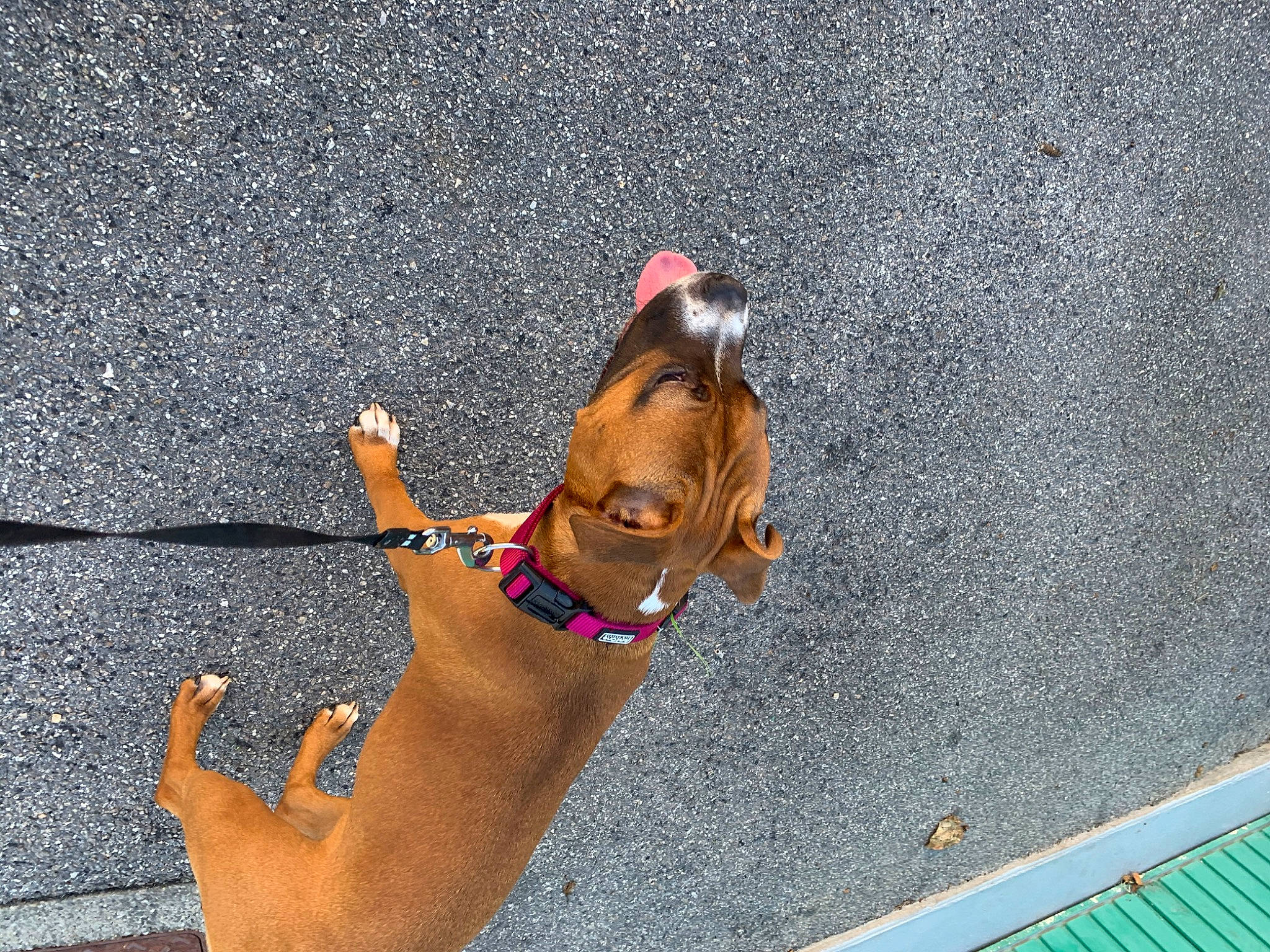 Princesse a rejoint le concours — aidez-le/la à gagner de superbes lots ! canidae, carnivore, dog, dog_breed, fawn, fun, leash, leisure, sporting_group, summer, sun_tanning, vacation