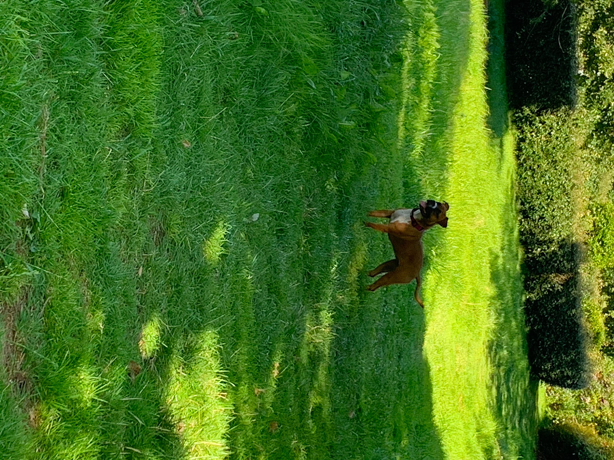 Princesse a rejoint le concours — aidez-le/la à gagner de superbes lots ! adaptation, grass, green, leaf, nature, organism, plant, plant_stem, terrestrial_plant, tree, vascular_plant, vegetation